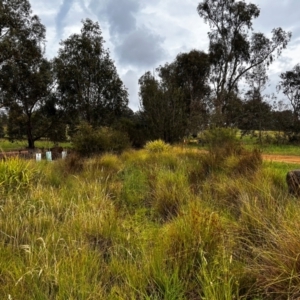 FrogWatch survey at NAS100: STEP Dam Lot 100 - 3 Jan 2024