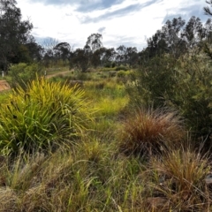 FrogWatch survey at NAS100: STEP Dam Lot 100 - 3 Jan 2024