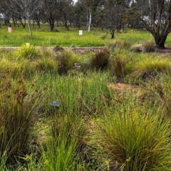 FrogWatch survey at NAS100: STEP Dam Lot 100 - 3 Jan 2024