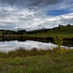 FrogWatch survey at NAD011: Arboretum Main Dam - 3 Jan 2024