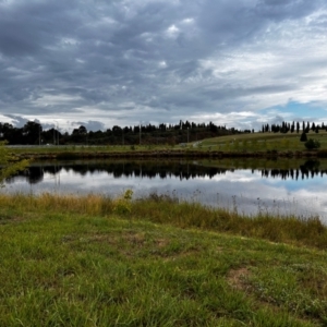 FrogWatch survey at NAD011: Arboretum Main Dam - 3 Jan 2024