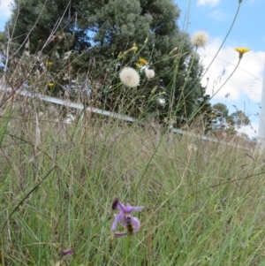 Monitoring Insect Pollinators at St Marks Grassland (SMN) - 11 Jan 2024