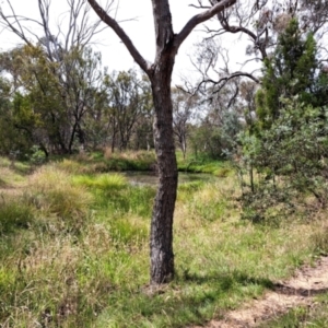 FrogWatch survey at PAI200: Wildflower Triangle Dam - 7 Jan 2024