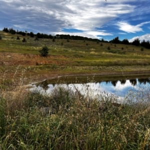 FrogWatch survey at NAD036: Larch Dam Forest 36 - 24 Jan 2024