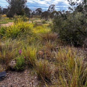 FrogWatch survey at NAS100: STEP Dam Lot 100 - 24 Jan 2024