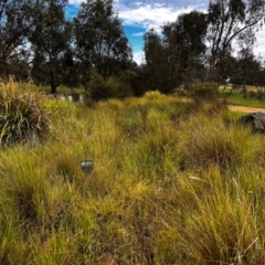 FrogWatch survey at NAS100: STEP Dam Lot 100 - 24 Jan 2024