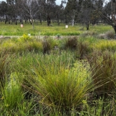 FrogWatch survey at NAS100: STEP Dam Lot 100 - 24 Jan 2024