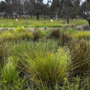 FrogWatch survey at NAS100: STEP Dam Lot 100 - 24 Jan 2024