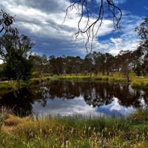 FrogWatch survey at NAD034: Cork Oak Dam Lot 34 - 24 Jan 2024