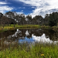 FrogWatch survey at NAD034: Cork Oak Dam Lot 34 - 24 Jan 2024