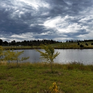 FrogWatch survey at NAD011: Arboretum Main Dam - 24 Jan 2024