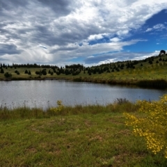 FrogWatch survey at NAD011: Arboretum Main Dam - 24 Jan 2024