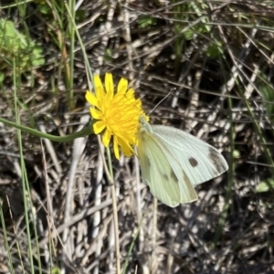 Monitoring Insect Pollinators at Monash Grassland (MGE) - 27 Jan 2024