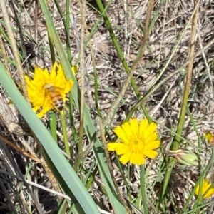 Monitoring Insect Pollinators at Monash Grassland (MGE) - 27 Jan 2024