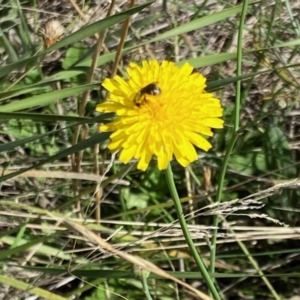 Monitoring Insect Pollinators at Monash Grassland (MGE) - 27 Jan 2024