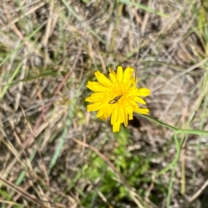 Monitoring Insect Pollinators at Monash Grassland (MGE) - 27 Jan 2024