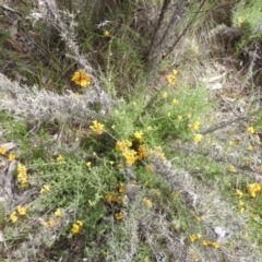 Monitoring Insect Pollinators at McQuoids Hill NR (MCQ) - 30 Jan 2024