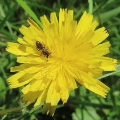 Monitoring Insect Pollinators at Telopea Park (TEL) - 9 Feb 2024