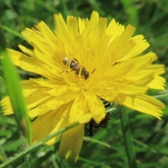 Monitoring Insect Pollinators at Telopea Park (TEL) - 9 Feb 2024