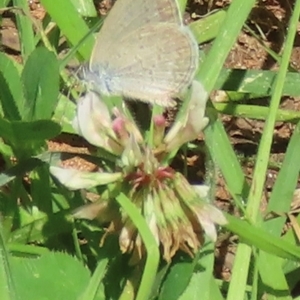 Monitoring Insect Pollinators at Telopea Park (TEL) - 9 Feb 2024