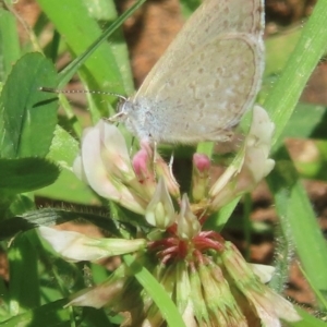 Monitoring Insect Pollinators at Telopea Park (TEL) - 9 Feb 2024