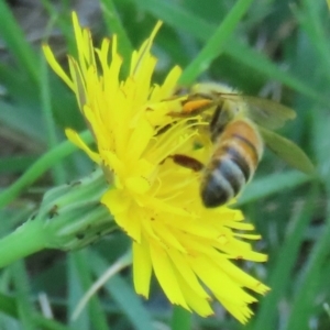 Monitoring Insect Pollinators at Telopea Park (TEL) - 9 Feb 2024