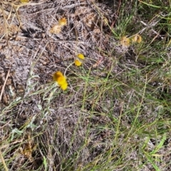 Monitoring Insect Pollinators at Harrison, ACT - 11 Feb 2024