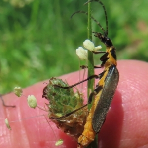 Monitoring Insect Pollinators at Telopea Park (TEL) - 9 Feb 2024