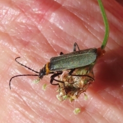 Monitoring Insect Pollinators at Telopea Park (TEL) - 9 Feb 2024