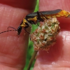 Monitoring Insect Pollinators at Telopea Park (TEL) - 9 Feb 2024