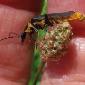 Monitoring Insect Pollinators at Telopea Park (TEL) - 9 Feb 2024