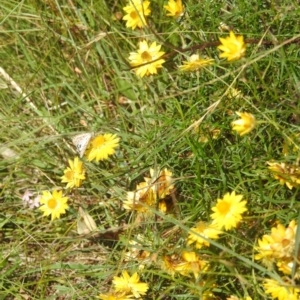 Monitoring Insect Pollinators at McQuoids Hill NR (MCQ) - 1 Mar 2024