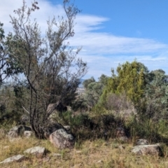 Monitoring Insect Pollinators at McQuoids Hill NR (MCQ) - 1 Mar 2024