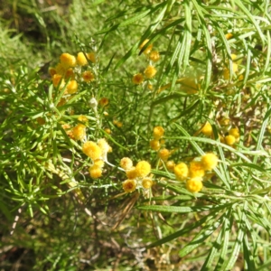 Monitoring Insect Pollinators at McQuoids Hill NR (MCQ) - 1 Mar 2024