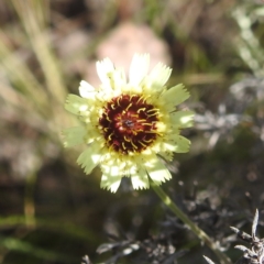 Monitoring Insect Pollinators at McQuoids Hill NR (MCQ) - 1 Mar 2024