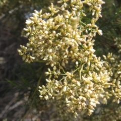 Monitoring Insect Pollinators at McQuoids Hill NR (MCQ) - 1 Mar 2024