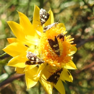 Monitoring Insect Pollinators at Acton, ACT - 4 Mar 2024