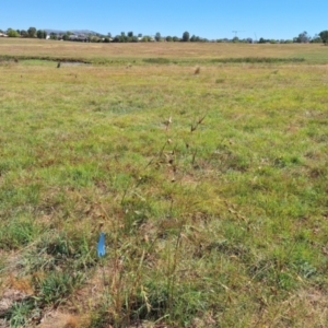 Monitoring Insect Pollinators at Franklin Grassland (FRA_5) - 4 Mar 2024