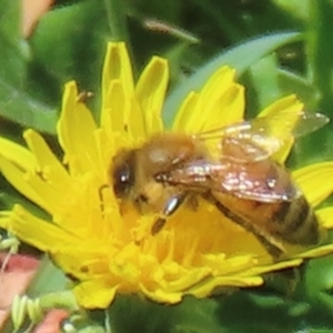 Monitoring Insect Pollinators at Telopea Park (TEL) - 24 Feb 2024