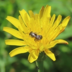 Monitoring Insect Pollinators at Telopea Park (TEL) - 24 Feb 2024