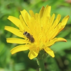 Monitoring Insect Pollinators at Telopea Park (TEL) - 24 Feb 2024