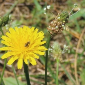 Monitoring Insect Pollinators at Telopea Park (TEL) - 24 Feb 2024