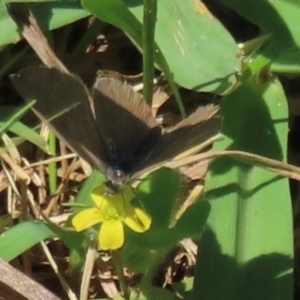 Monitoring Insect Pollinators at Telopea Park (TEL) - 24 Feb 2024