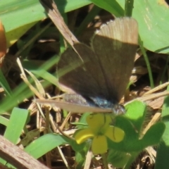 Monitoring Insect Pollinators at Telopea Park (TEL) - 24 Feb 2024