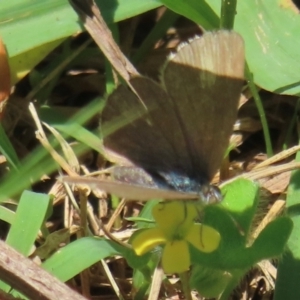 Monitoring Insect Pollinators at Telopea Park (TEL) - 24 Feb 2024