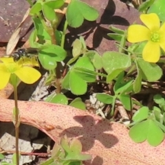 Monitoring Insect Pollinators at Telopea Park (TEL) - 24 Feb 2024