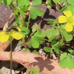 Monitoring Insect Pollinators at Telopea Park (TEL) - 24 Feb 2024