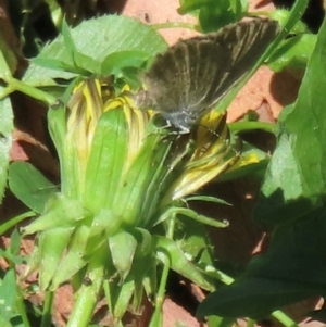 Monitoring Insect Pollinators at Telopea Park (TEL) - 7 Mar 2024