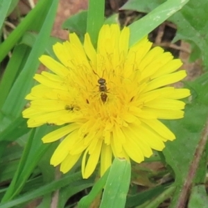 Monitoring Insect Pollinators at Telopea Park (TEL) - 20 Mar 2024