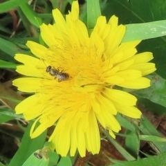 Monitoring Insect Pollinators at Telopea Park (TEL) - 20 Mar 2024